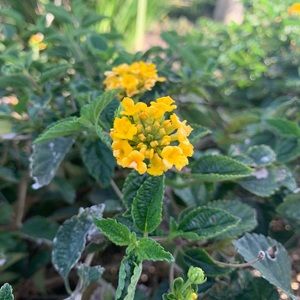 Meet your Posher, Isabel